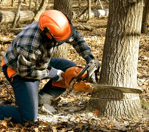 Tree Removal in Placedo, TX